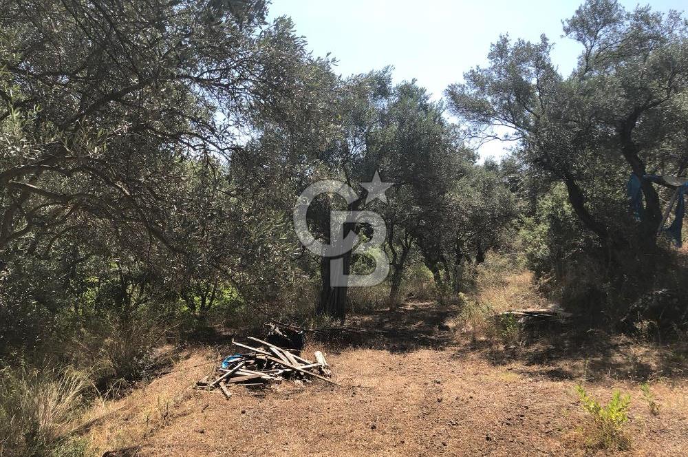 İZMİR BAYINDIR ARIKBAŞI'NDA SATILIK AKARSU KENARI 1453 M2 ZEYTİNLİK