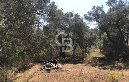 İZMİR BAYINDIR ARIKBAŞI'NDA SATILIK AKARSU KENARI 1453 M2 ZEYTİNLİK