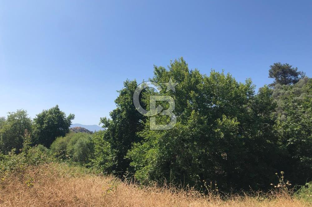 İZMİR BAYINDIR ARIKBAŞI'NDA SATILIK AKARSU KENARI 1453 M2 ZEYTİNLİK