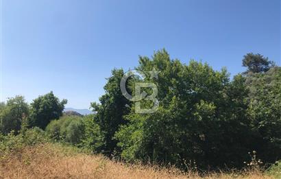 İZMİR BAYINDIR ARIKBAŞI'NDA SATILIK AKARSU KENARI 1453 M2 ZEYTİNLİK