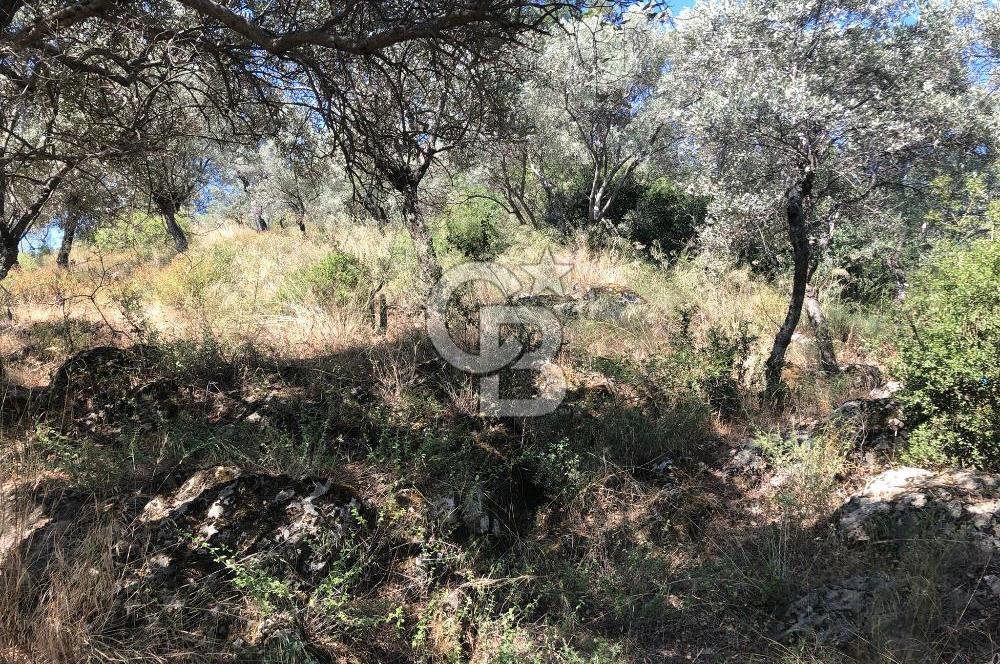 İZMİR BAYINDIR ARIKBAŞI'NDA SATILIK AKARSU KENARI 1453 M2 ZEYTİNLİK