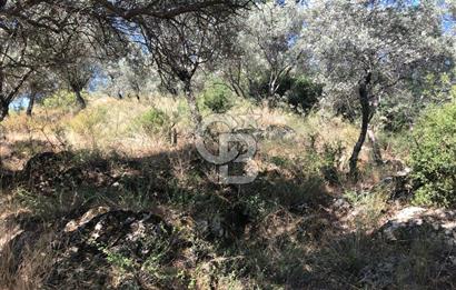 İZMİR BAYINDIR ARIKBAŞI'NDA SATILIK AKARSU KENARI 1453 M2 ZEYTİNLİK