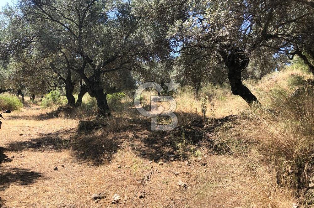 İZMİR BAYINDIR ARIKBAŞI'NDA SATILIK AKARSU KENARI 1453 M2 ZEYTİNLİK