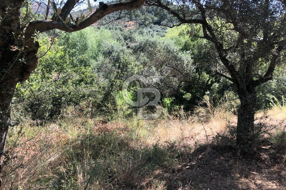 İZMİR BAYINDIR ARIKBAŞI'NDA SATILIK AKARSU KENARI 1453 M2 ZEYTİNLİK