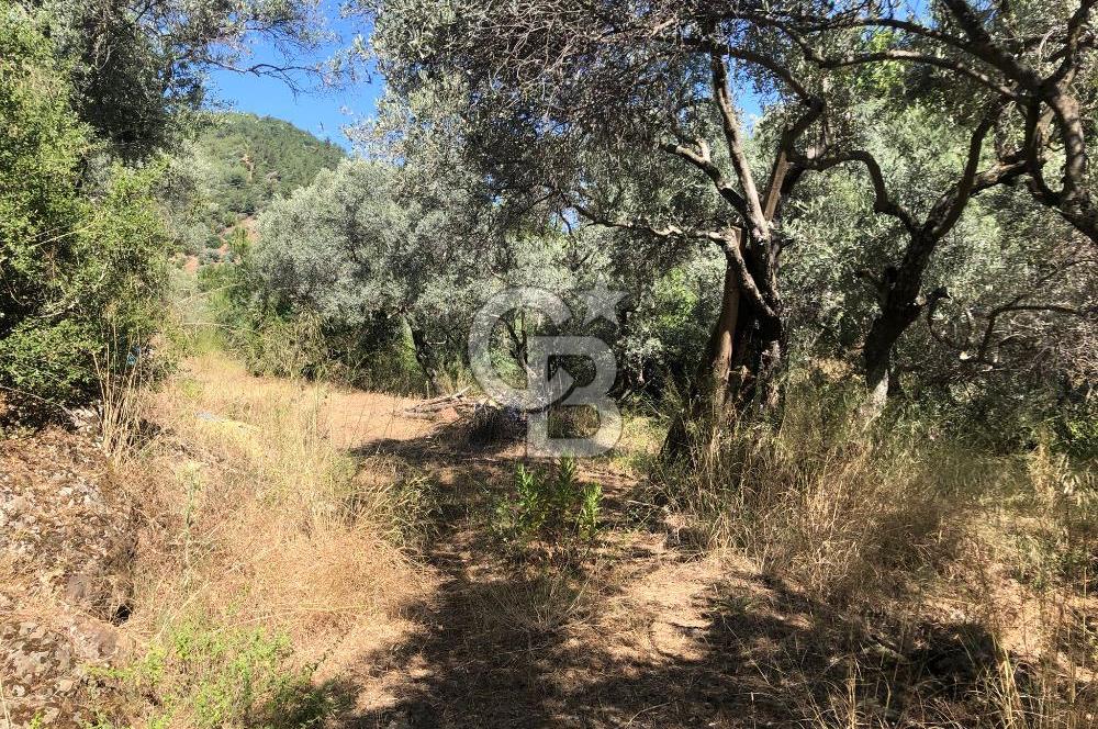 İZMİR BAYINDIR ARIKBAŞI'NDA SATILIK AKARSU KENARI 1453 M2 ZEYTİNLİK