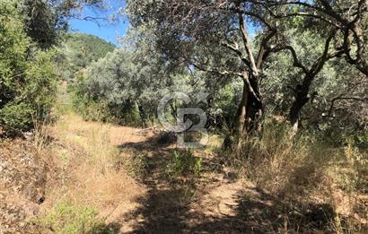 İZMİR BAYINDIR ARIKBAŞI'NDA SATILIK AKARSU KENARI 1453 M2 ZEYTİNLİK