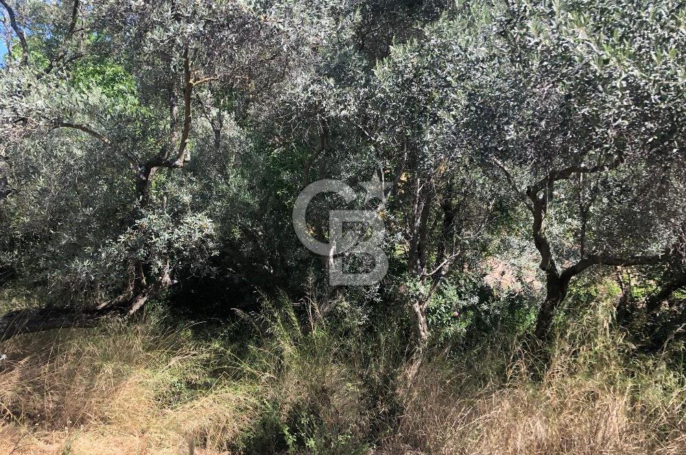 İZMİR BAYINDIR ARIKBAŞI'NDA SATILIK AKARSU KENARI 1453 M2 ZEYTİNLİK