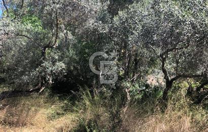 İZMİR BAYINDIR ARIKBAŞI'NDA SATILIK AKARSU KENARI 1453 M2 ZEYTİNLİK