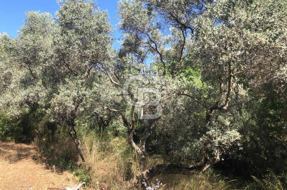 İZMİR BAYINDIR ARIKBAŞI'NDA SATILIK AKARSU KENARI 1453 M2 ZEYTİNLİK