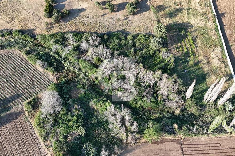 Ezine Kemallı Köyünde Doğayla İç İçe 2.549 M² Satılık Bağ!