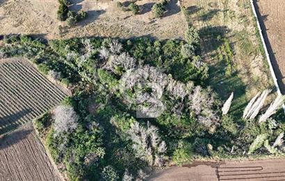 Ezine Kemallı Köyünde Doğayla İç İçe 2.549 M² Satılık Bağ!