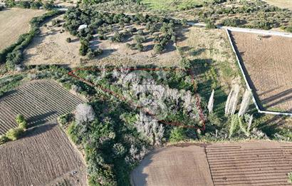 Ezine Kemallı Köyünde Doğayla İç İçe 2.549 M² Satılık Bağ!