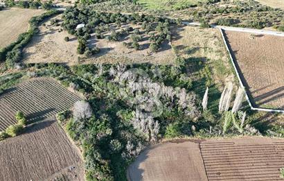Ezine Kemallı Köyünde Doğayla İç İçe 2.549 M² Satılık Bağ!