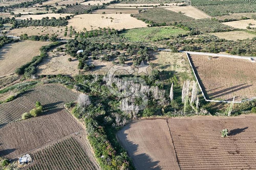Ezine Kemallı Köyünde Doğayla İç İçe 2.549 M² Satılık Bağ!