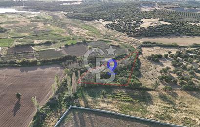 Ezine Kemallı Köyünde Doğayla İç İçe 2.549 M² Satılık Bağ!