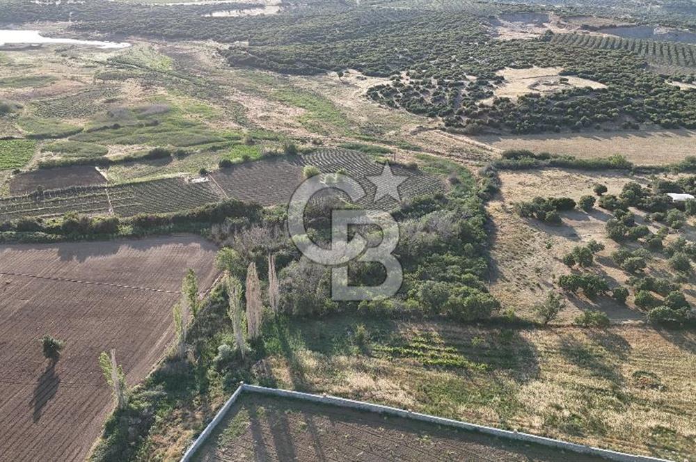 Ezine Kemallı Köyünde Doğayla İç İçe 2.549 M² Satılık Bağ!