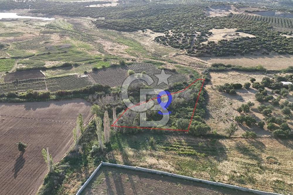 Ezine Kemallı Köyünde Doğayla İç İçe 2.549 M² Satılık Bağ!
