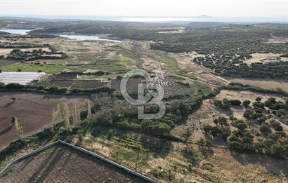 Ezine Kemallı Köyünde Doğayla İç İçe 2.549 M² Satılık Bağ!
