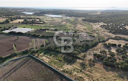 Ezine Kemallı Köyünde Doğayla İç İçe 2.549 M² Satılık Bağ!