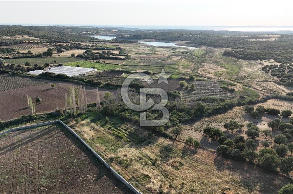 Ezine Kemallı Köyünde Doğayla İç İçe 2.549 M² Satılık Bağ!