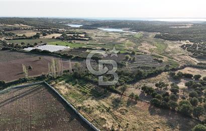 Ezine Kemallı Köyünde Doğayla İç İçe 2.549 M² Satılık Bağ!