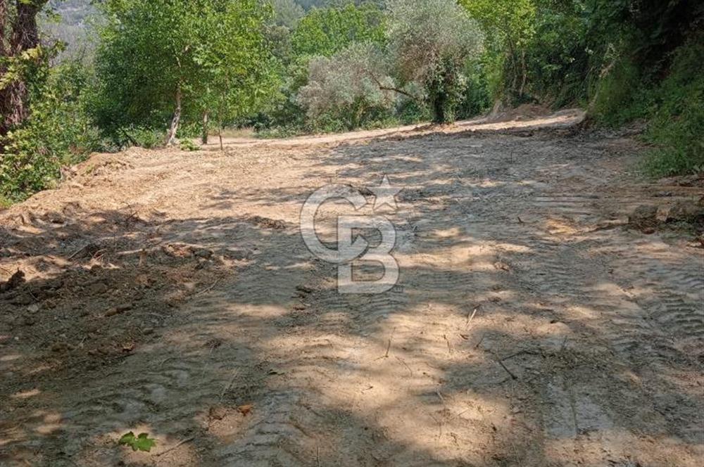 Muğla Menteşe Denizova’da Satılık Zeytinlik – Yatırımlık ve Kullanıma Hazır!