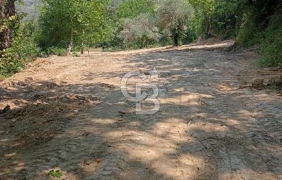 Muğla Menteşe Denizova’da Satılık Zeytinlik – Yatırımlık ve Kullanıma Hazır!