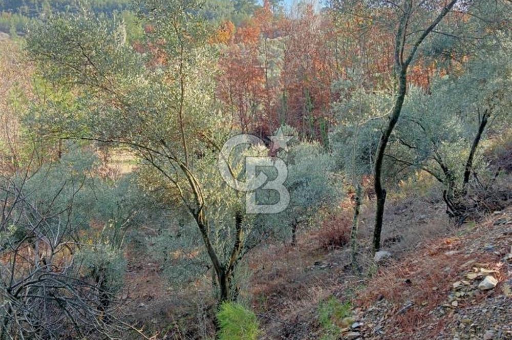 Muğla Menteşe Denizova’da Satılık Zeytinlik – Yatırımlık ve Kullanıma Hazır!