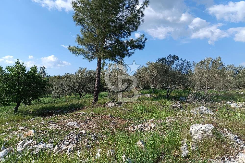 🌿 MUĞLA MENTEŞE DENİZOVA’DA YATIRIMLIK ZEYTİNLİK – KÖYİÇİ YERLEŞİK ALANA KOMŞU!