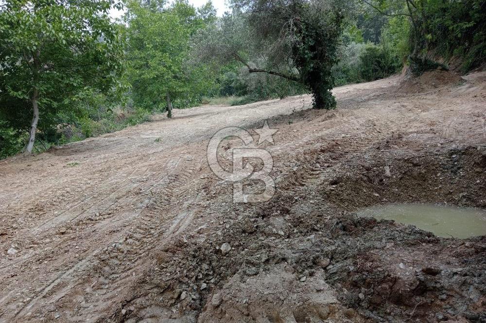 Muğla Menteşe Denizova’da Satılık Zeytinlik – Yatırımlık ve Kullanıma Hazır!
