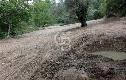 Muğla Menteşe Denizova’da Satılık Zeytinlik – Yatırımlık ve Kullanıma Hazır!