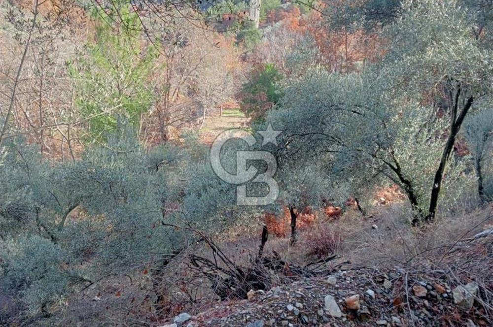 Muğla Menteşe Denizova’da Satılık Zeytinlik – Yatırımlık ve Kullanıma Hazır!