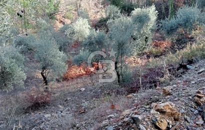 Muğla Menteşe Denizova’da Satılık Zeytinlik – Yatırımlık ve Kullanıma Hazır!