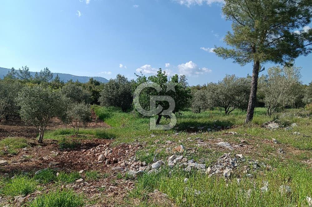 🌿 MUĞLA MENTEŞE DENİZOVA’DA YATIRIMLIK ZEYTİNLİK – KÖYİÇİ YERLEŞİK ALANA KOMŞU!
