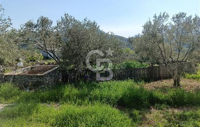 🌿 MUĞLA MENTEŞE DENİZOVA’DA YATIRIMLIK ZEYTİNLİK – KÖYİÇİ YERLEŞİK ALANA KOMŞU!