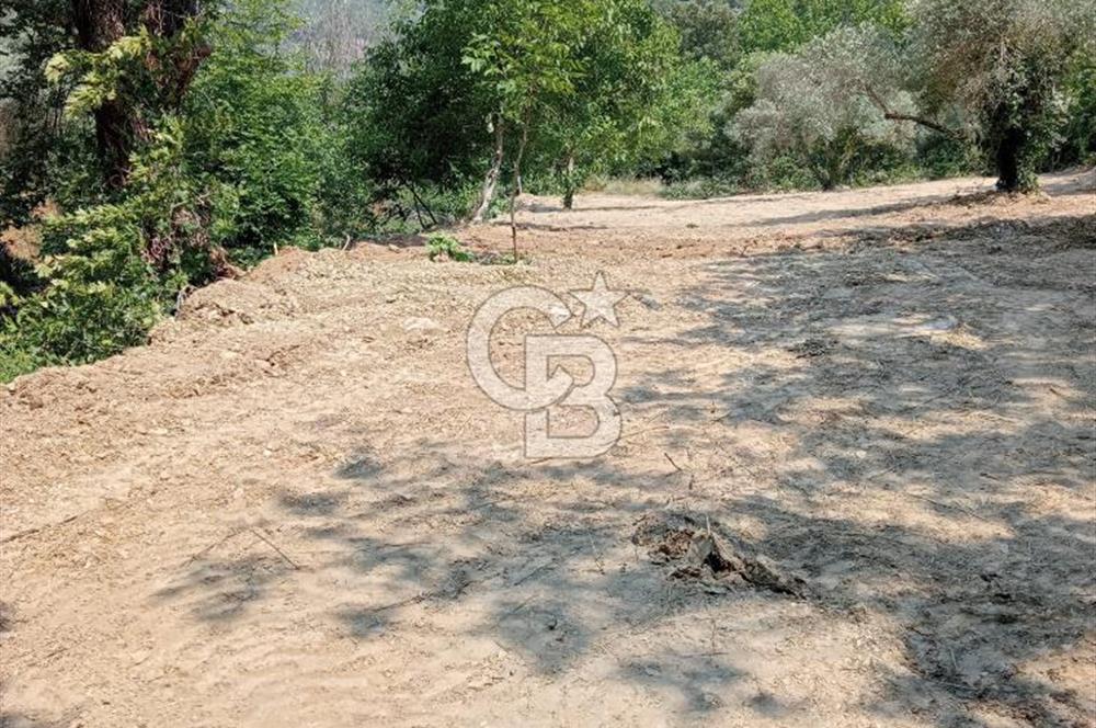 Muğla Menteşe Denizova’da Satılık Zeytinlik – Yatırımlık ve Kullanıma Hazır!