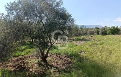 🌿 MUĞLA MENTEŞE DENİZOVA’DA YATIRIMLIK ZEYTİNLİK – KÖYİÇİ YERLEŞİK ALANA KOMŞU!