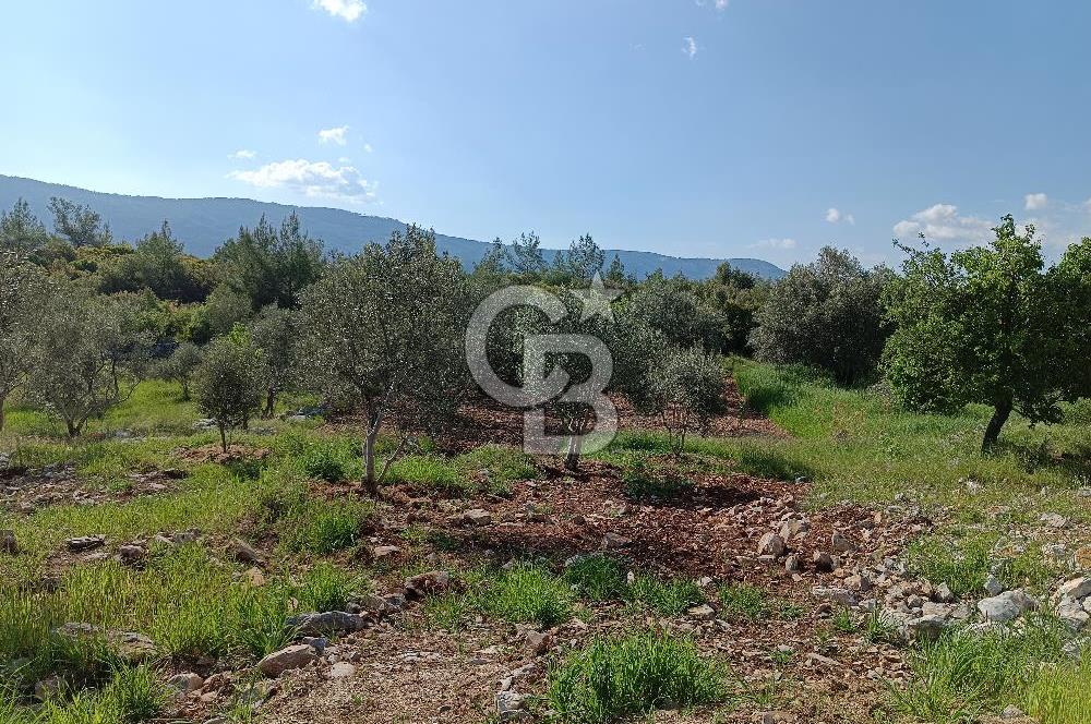 🌿 MUĞLA MENTEŞE DENİZOVA’DA YATIRIMLIK ZEYTİNLİK – KÖYİÇİ YERLEŞİK ALANA KOMŞU!