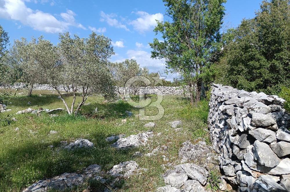 🌿 MUĞLA MENTEŞE DENİZOVA’DA YATIRIMLIK ZEYTİNLİK – KÖYİÇİ YERLEŞİK ALANA KOMŞU!