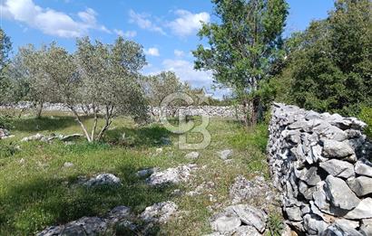 🌿 MUĞLA MENTEŞE DENİZOVA’DA YATIRIMLIK ZEYTİNLİK – KÖYİÇİ YERLEŞİK ALANA KOMŞU!
