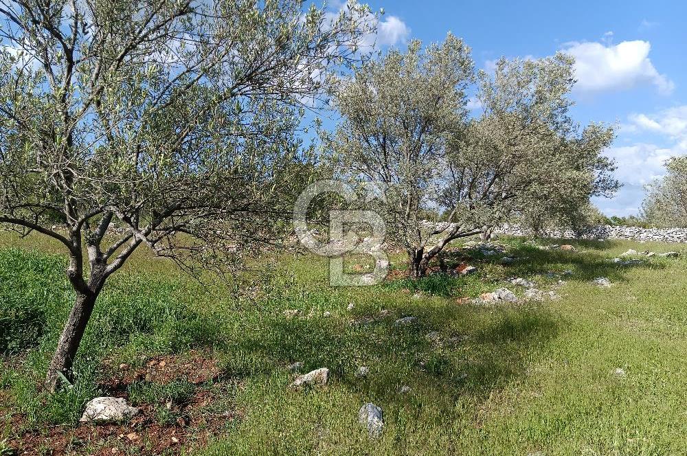 🌿 MUĞLA MENTEŞE DENİZOVA’DA YATIRIMLIK ZEYTİNLİK – KÖYİÇİ YERLEŞİK ALANA KOMŞU!