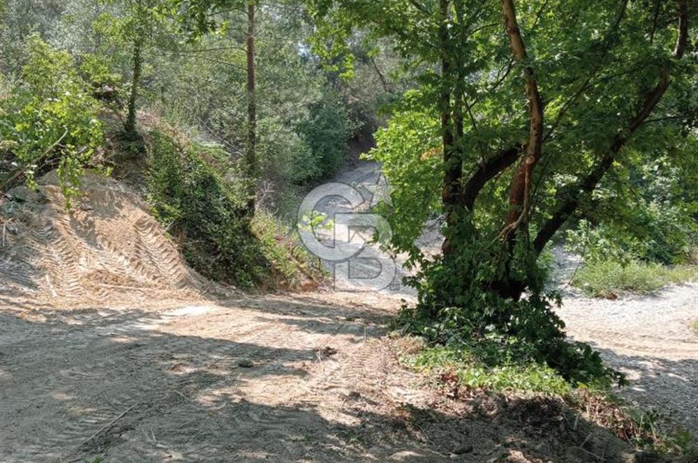 Muğla Menteşe Denizova’da Satılık Zeytinlik – Yatırımlık ve Kullanıma Hazır!
