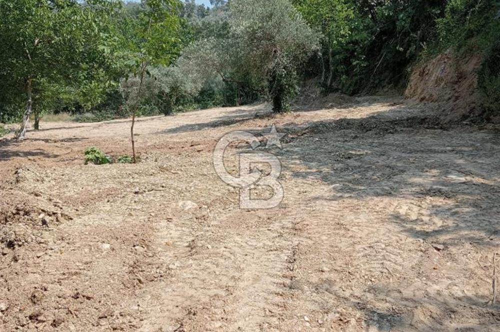 Muğla Menteşe Denizova’da Satılık Zeytinlik – Yatırımlık ve Kullanıma Hazır!