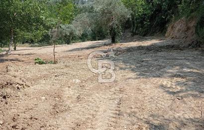 Muğla Menteşe Denizova’da Satılık Zeytinlik – Yatırımlık ve Kullanıma Hazır!