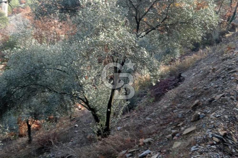 Muğla Menteşe Denizova’da Satılık Zeytinlik – Yatırımlık ve Kullanıma Hazır!