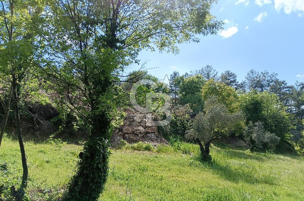 🌿 MUĞLA MENTEŞE DENİZOVA’DA YATIRIMLIK ZEYTİNLİK – KÖYİÇİ YERLEŞİK ALANA KOMŞU!