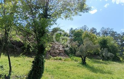 🌿 MUĞLA MENTEŞE DENİZOVA’DA YATIRIMLIK ZEYTİNLİK – KÖYİÇİ YERLEŞİK ALANA KOMŞU!