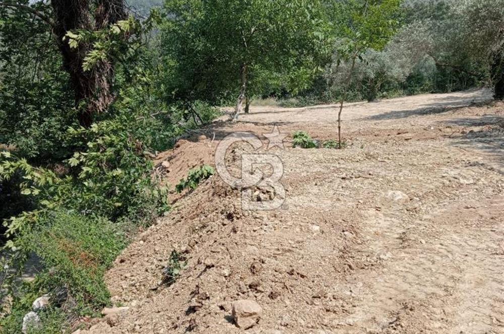 Muğla Menteşe Denizova’da Satılık Zeytinlik – Yatırımlık ve Kullanıma Hazır!