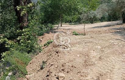 Muğla Menteşe Denizova’da Satılık Zeytinlik – Yatırımlık ve Kullanıma Hazır!