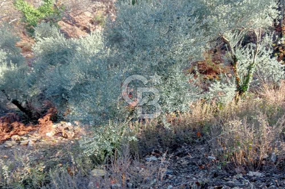 Muğla Menteşe Denizova’da Satılık Zeytinlik – Yatırımlık ve Kullanıma Hazır!